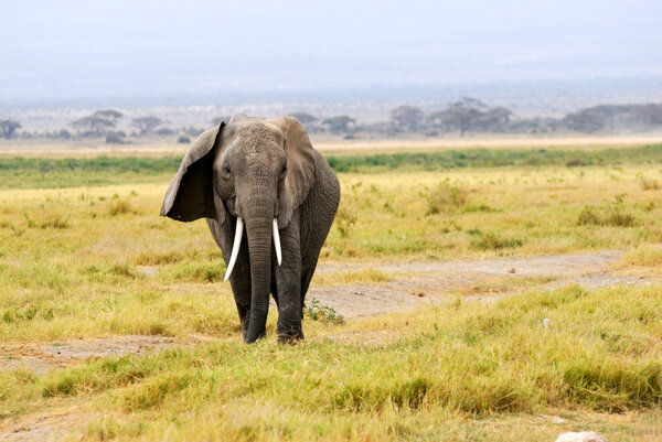 Adult African elephant is walking in the savannah