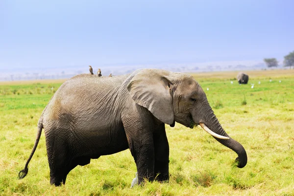 Αφρικανικός ελέφαντας — Φωτογραφία Αρχείου