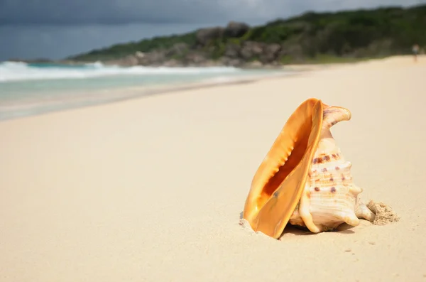 Gran concha en la orilla del océano — Foto de Stock