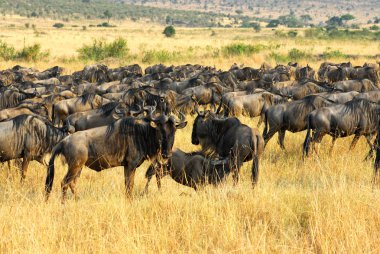 Wildebeest antelopes in the savannah clipart