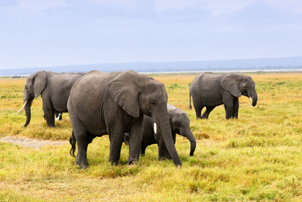 Pride of African elephants in the savannah at early morning, Amboseli national park, Kenya