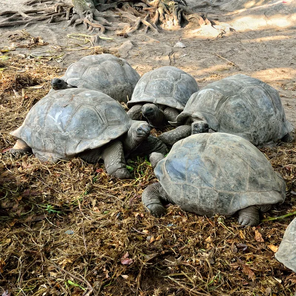 Giant tortoises — Stock Image Giant tortoises Stock Picture