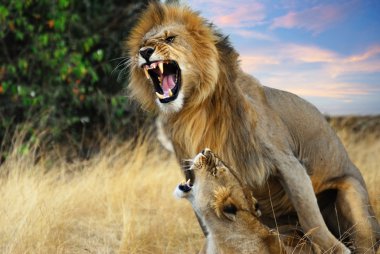 Mating lions clipart