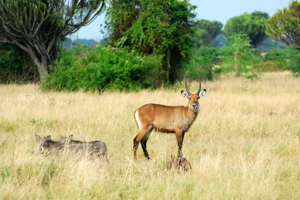 Animales del Parque Nacional Reina Isabel — Foto de Stock
