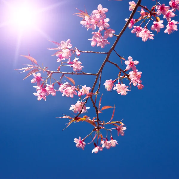 Oryantal sakura — Stok fotoğraf