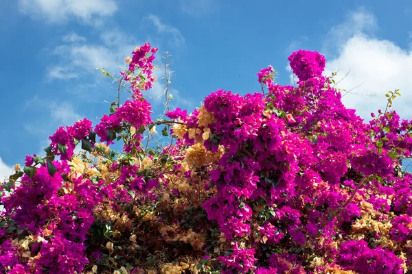 stock image Magenta flowers