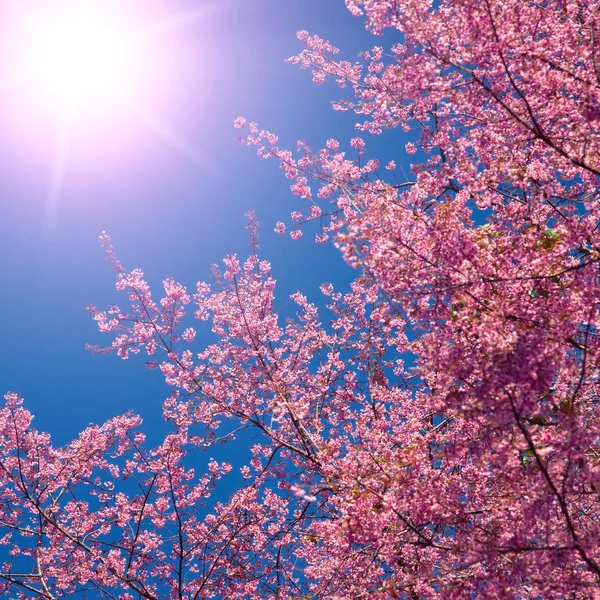Sakura. — Fotografia de Stock