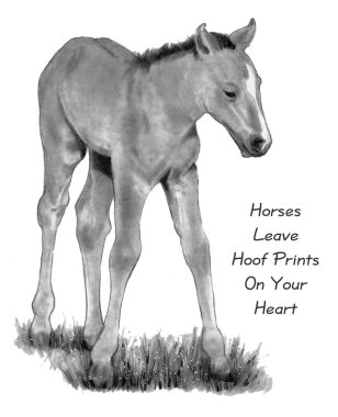 Pencil Drawing of Baby Horse, With Quote clipart