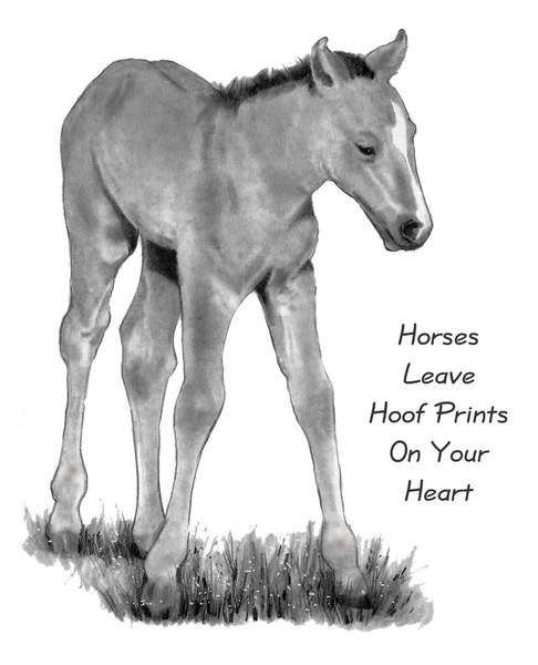 Potlood tekenen van baby paard, met citaat — Stockfoto