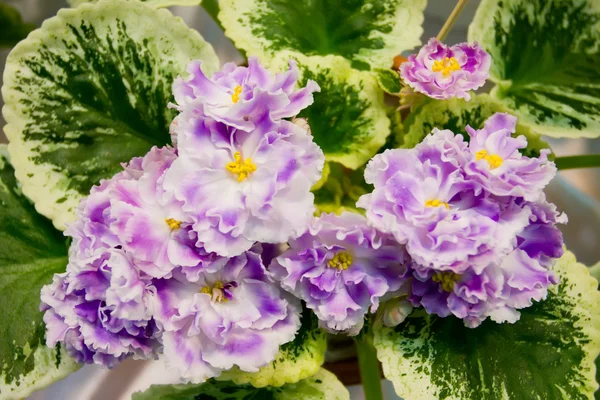 Close-up of an African violet. — Stock Photo, Image