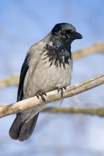 Gray a raven in the frosty sunny day — Stock Photo, Image