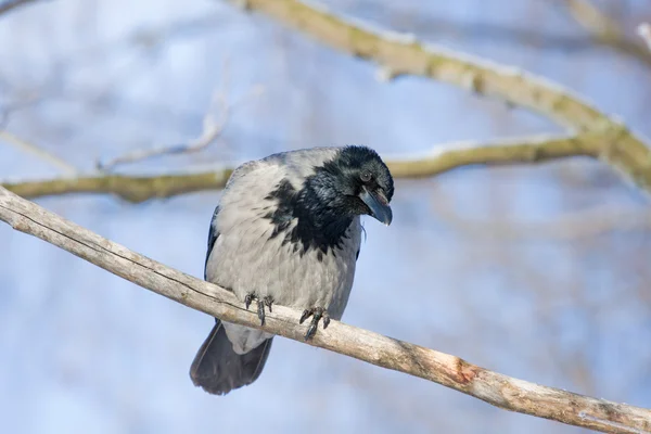 Gray a raven in the frosty sunny day — Stock Photo, Image