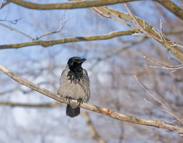 Cinza um corvo no dia ensolarado gelado — Fotografia de Stock
