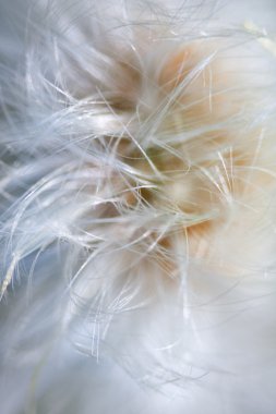 Dandelion close up clipart