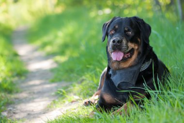 Rottweiler