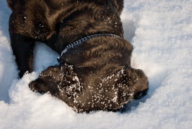 kar üstünde doğurmak rottweiler köpek