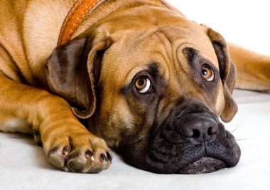 nadir doğurmak Güney Afrikalı boerboel p 8 aylık bir kız köpek yavrusu