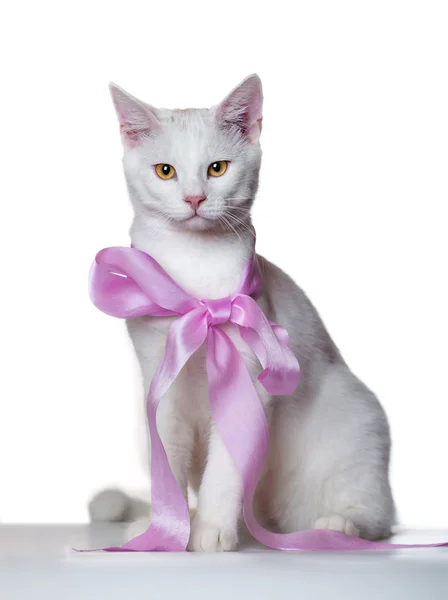 Pieścić biały kotek z łuku różowe na białym tle — Zdjęcie stockowe
