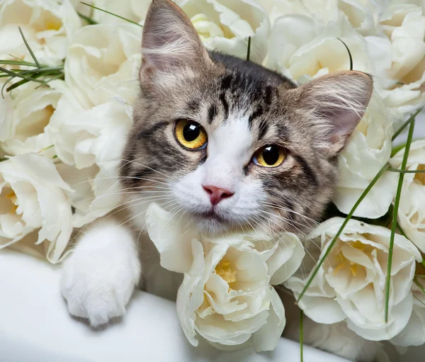 Tabby kitten and colorful flowers — Stock Photo, Image