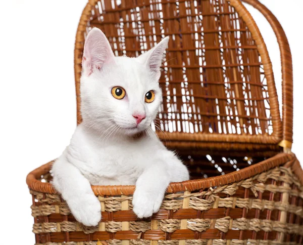 Gatinho branco engraçado em uma cesta, focinho surpreso, isolado no backgro branco — Fotografia de Stock