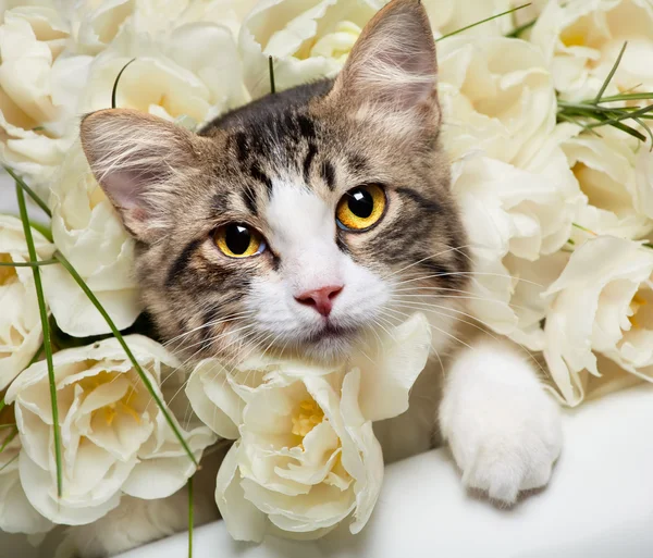 Gatito Tabby y flores de colores —  Fotos de Stock