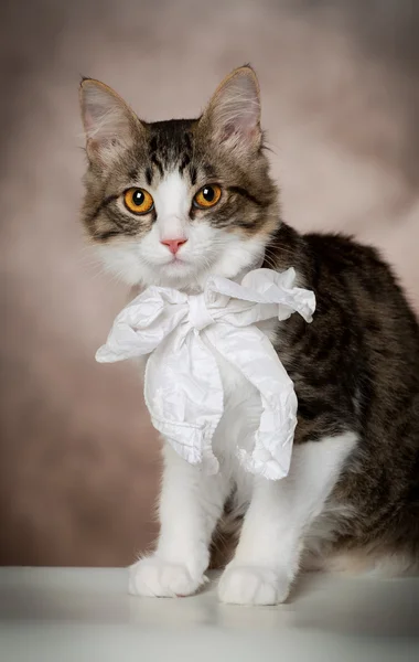 Gatito rayado con un lazo blanco sobre un fondo marrón — Foto de Stock
