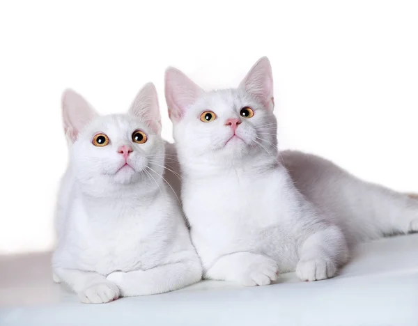两个白色的小猫好奇地打量着检查的东西 — 图库照片