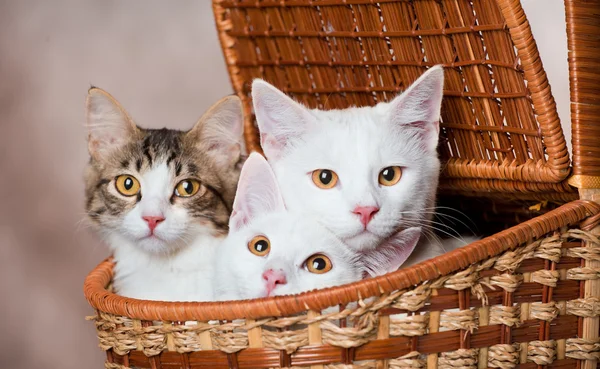 Drei Kätzchen in einem Korb. — Stockfoto