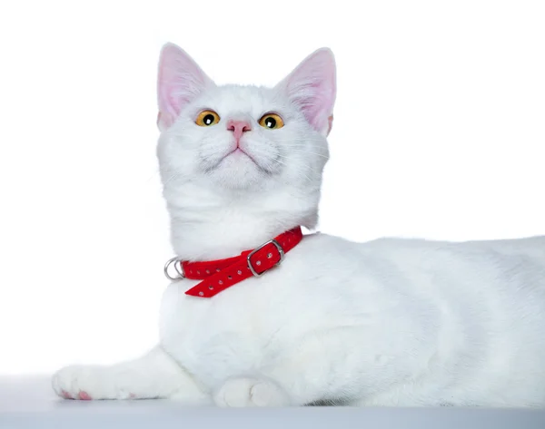 Vit kattunge med röd krage — Stockfoto