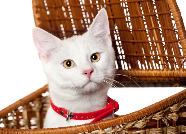 Gatito blanco para mascotas con cuello rojo aislado sobre fondo blanco — Foto de Stock
