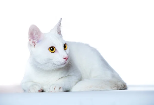 Bílé kotě s červeným kroužkem — Stock fotografie