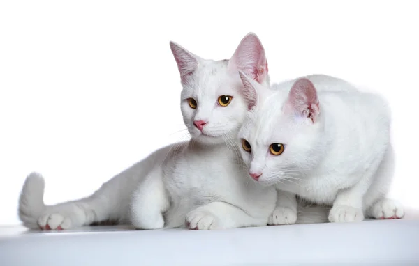 Zwei weiße Kätzchen neugierig etwas prüfend — Stockfoto
