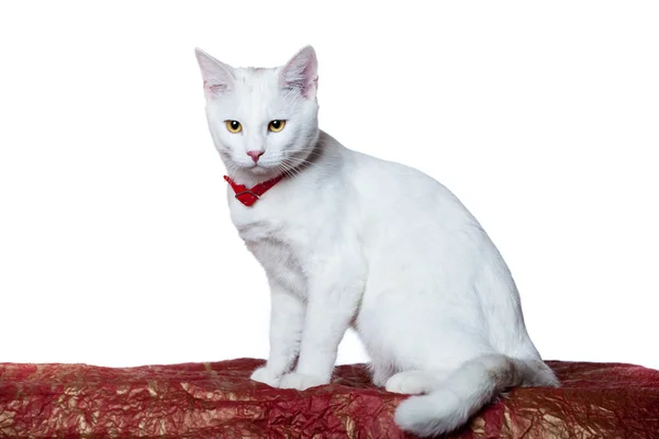 Kırmızı yakalı beyaz yavru kedi — Stok fotoğraf
