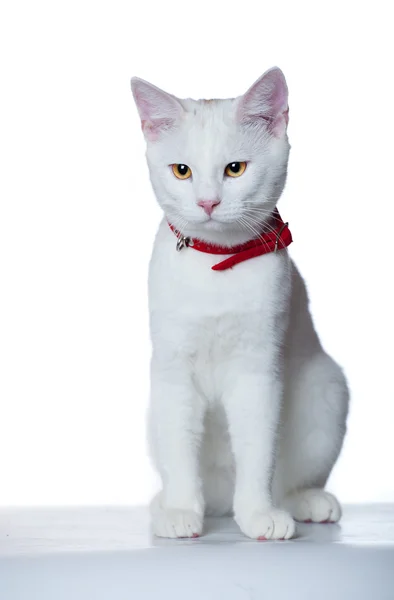 레드 칼라와 흰 고양이 — 스톡 사진