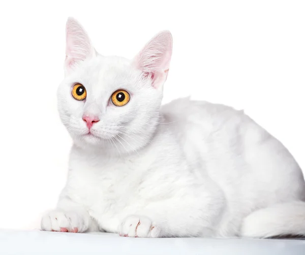 애완 동물 흰 고양이 격리 흰색 배경 — 스톡 사진