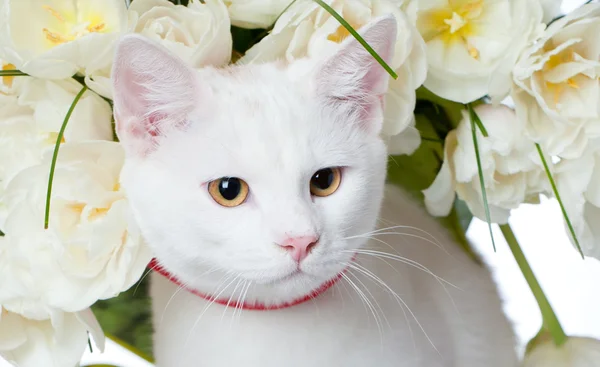 Tabby yavru kedi ve renkli çiçekler — Stok fotoğraf