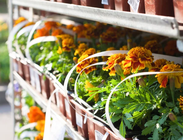 stock image Boxed flower