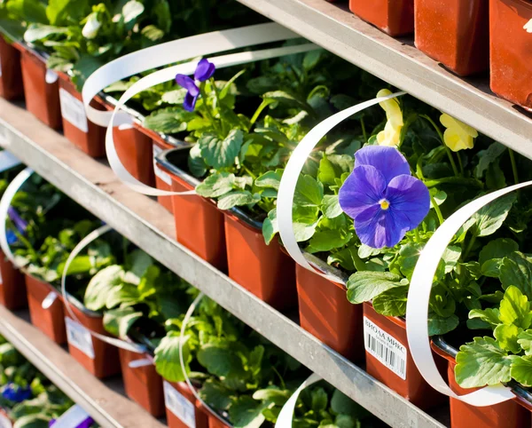 stock image Boxed flower