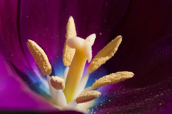 Zbliżenie Tulipana — Zdjęcie stockowe