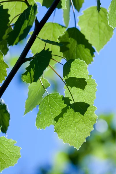 Young leaves — Stock Photo, Image