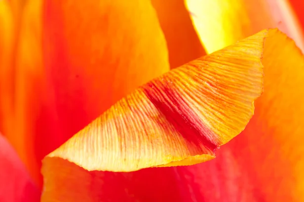 Gros plan sur Tulipe — Photo
