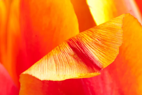 Close-up de Tulipa — Fotografia de Stock