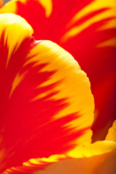 Close-up of tulip — Stock Photo, Image