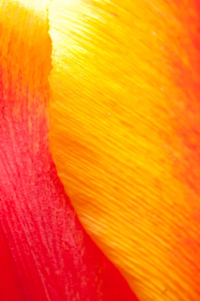 Close-up de Tulipa — Fotografia de Stock