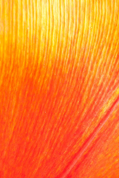 stock image Close-up of tulip