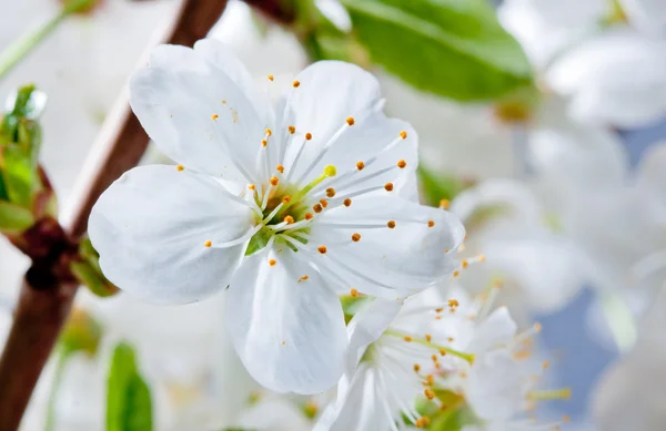 Makro květina cherry — Stock fotografie