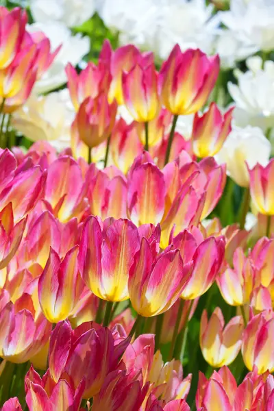 Beautiful flower. Tulip. — Stock Photo, Image