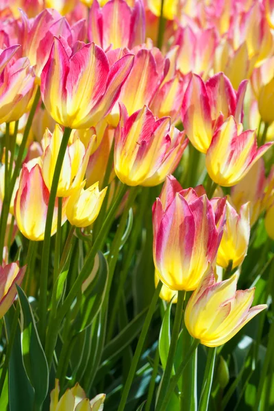 Beautiful flower. Tulip. — Stock Photo, Image