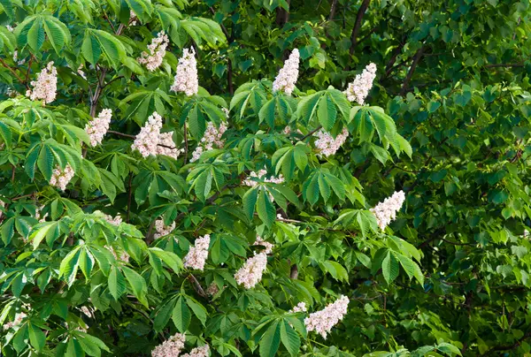 stock image Chestnut tree with many blossoms.