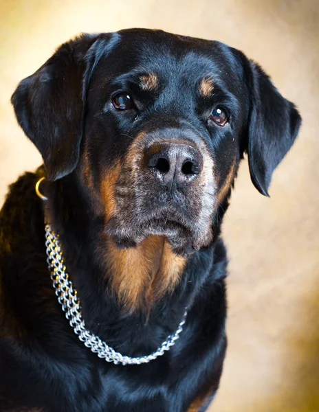 Πορτρέτο ενός καθαρόαιμα Rottweiler στο στούντιο. — Φωτογραφία Αρχείου